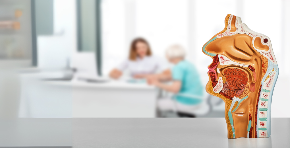 ENT (Ear, Nose, and Throat)